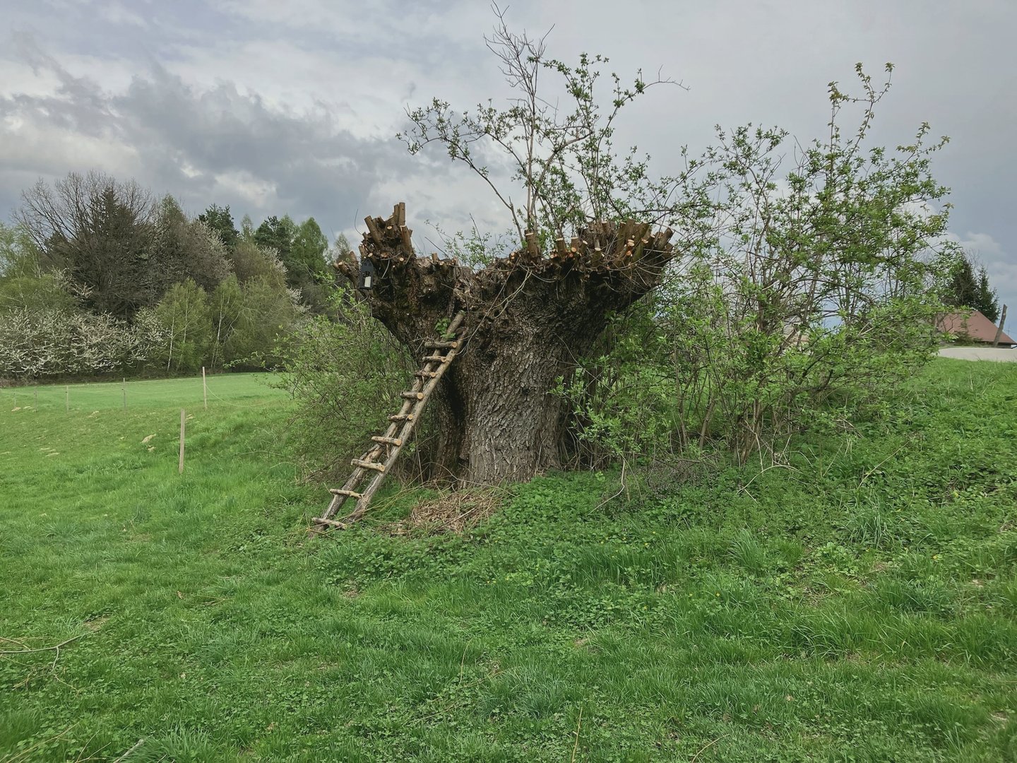 Tajniki ekologicznej uprawy pomidorów