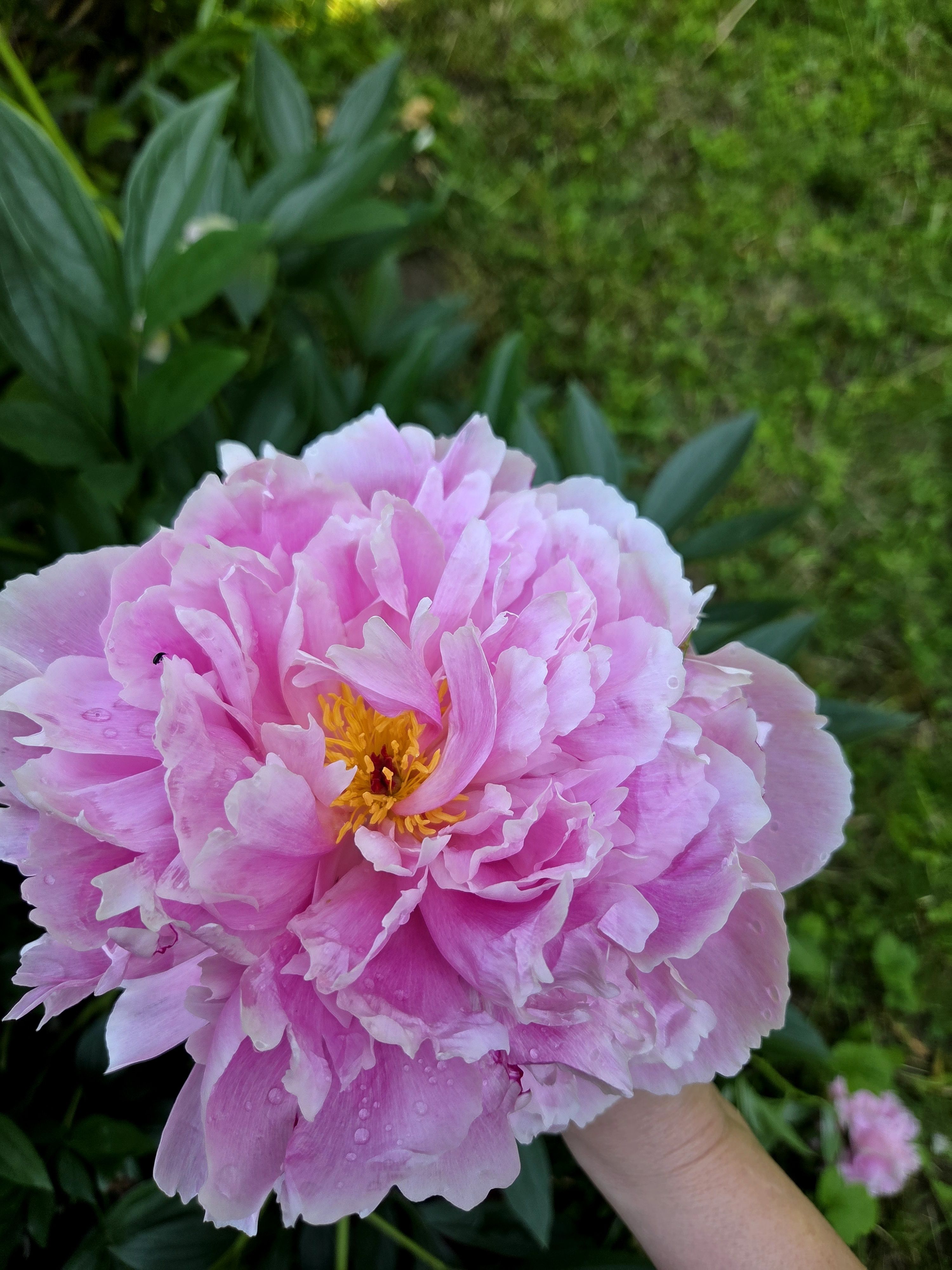 Piwonia