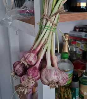 O czosnku, który polubił swoje miejsce